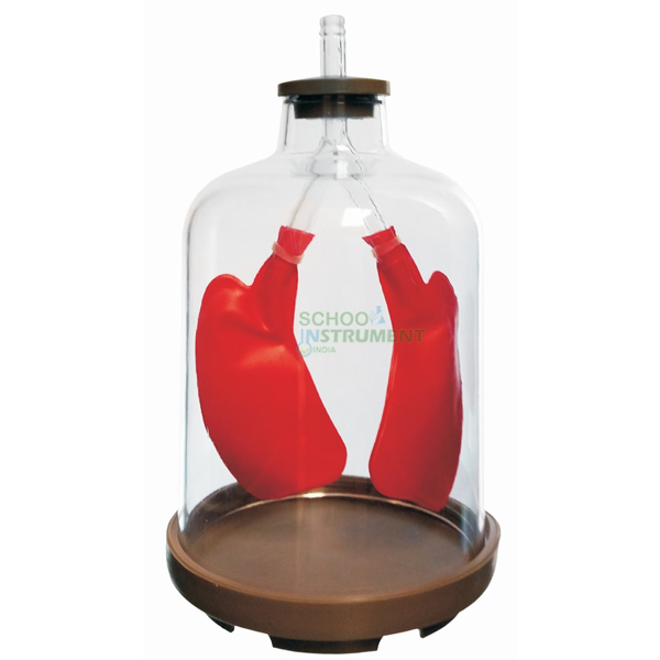 Lung Apparatus